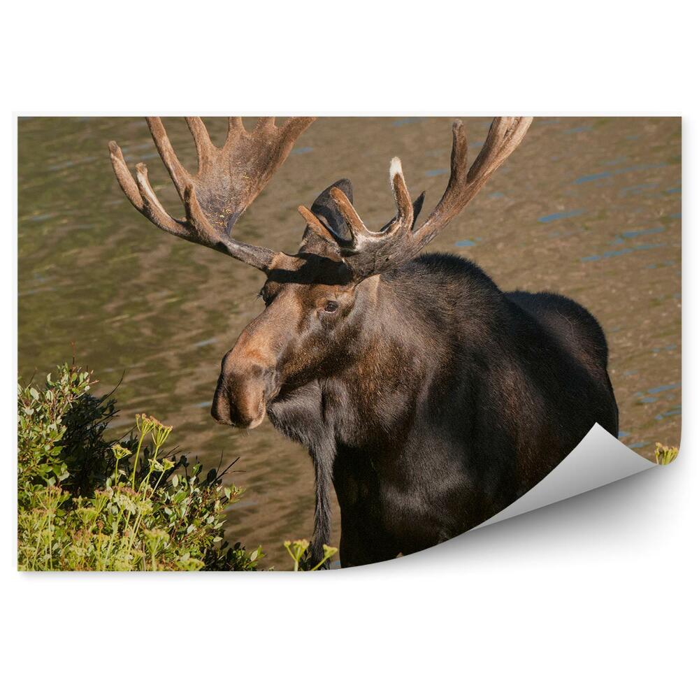 Fototapeta na ścianę Łoś stojący na brzegu rzeki