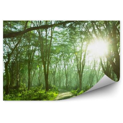 Fototapeta Dżungla las tropikalny