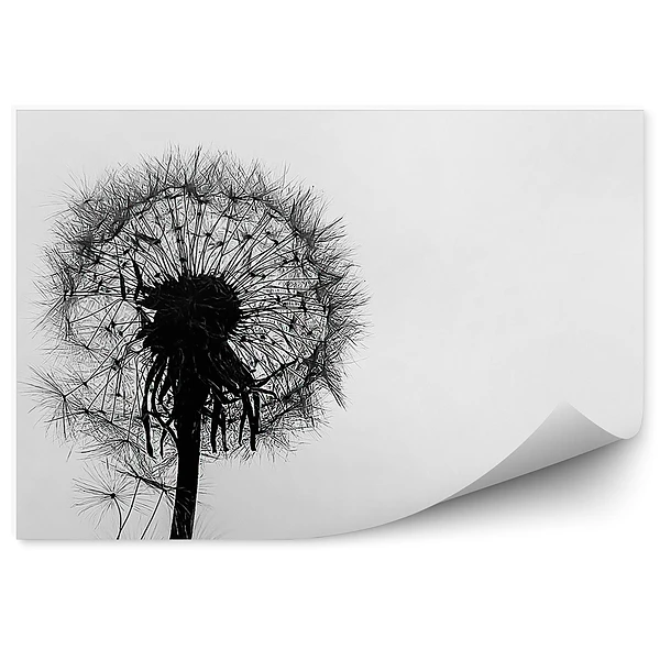Fototapeta na ścianę Krople wody dmuchawiec