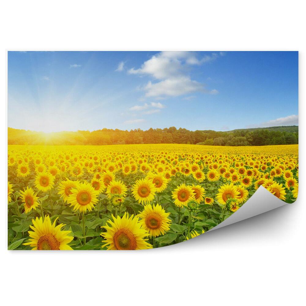 Fototapeta Pole słoneczników niebo chmury kwiaty