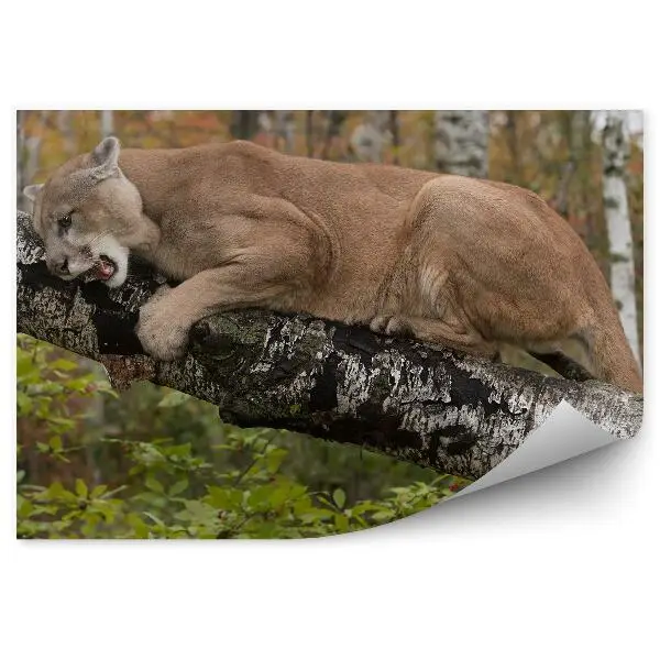 Fototapeta Puma drzewa krzaki