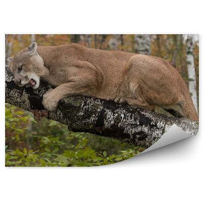 Fototapeta Puma drzewa krzaki