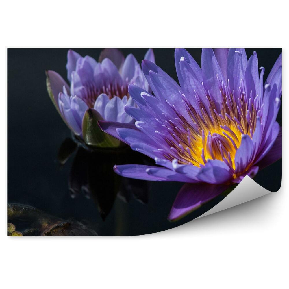 Okleina ścienna Fioletowy kwiat lotosu woda liście