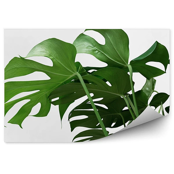 Okleina ścienna Monstera liście roślina ozdobna tropikalna