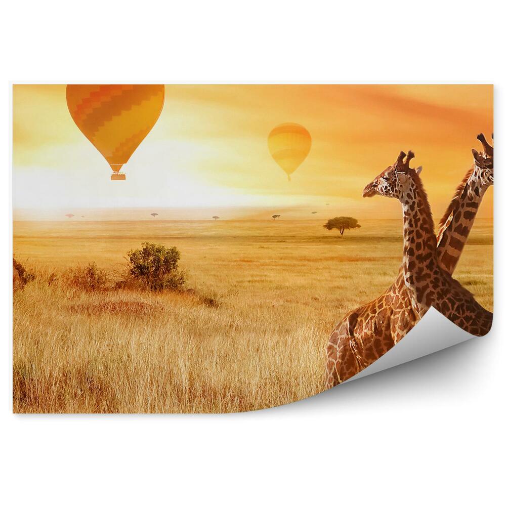 Fototapeta Balony żyrafy trawa natura pomarańcz