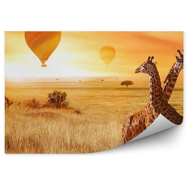 Fototapeta Balony żyrafy trawa natura pomarańcz