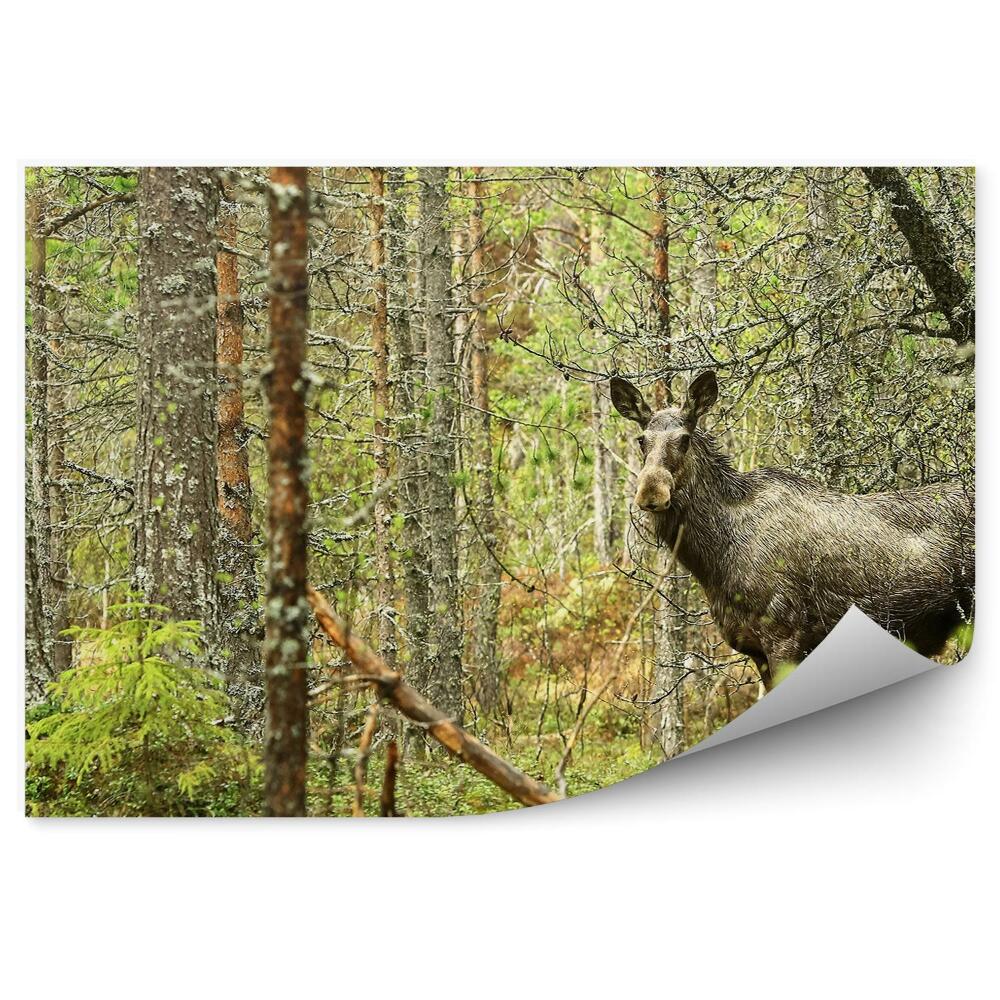 Fototapeta na ścianę Łoś omszony las
