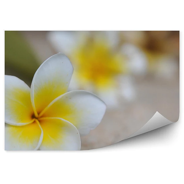 Okleina ścienna Tropikalne kwiaty plumeria piasek tło
