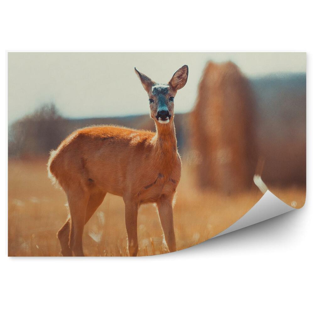 Okleina ścienna Sarna na polu