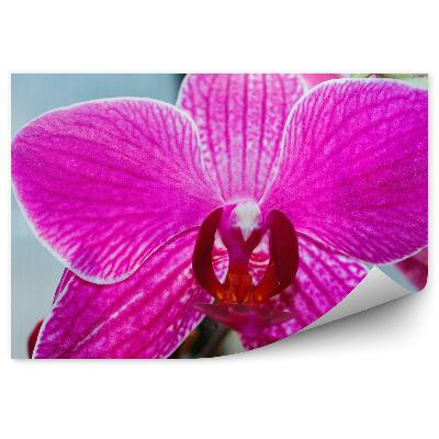 Fototapeta na ścianę Różowa orchidea