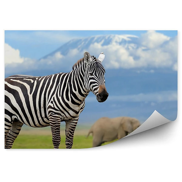 Fototapeta Zebra i słonie na tle kilimandżaro