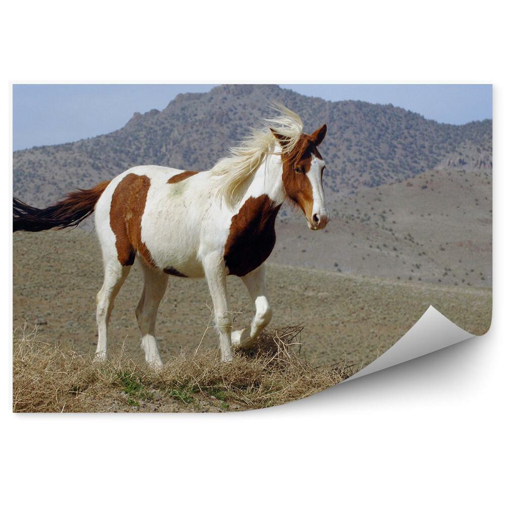 Fototapeta Dziki mustang pinto polana góry nevada