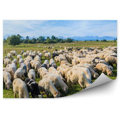 Okleina ścienna Owce pasące się na łące rowery pies