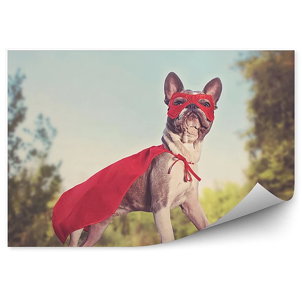 Fototapeta Buldog francuski czerwony kostium super bohater las