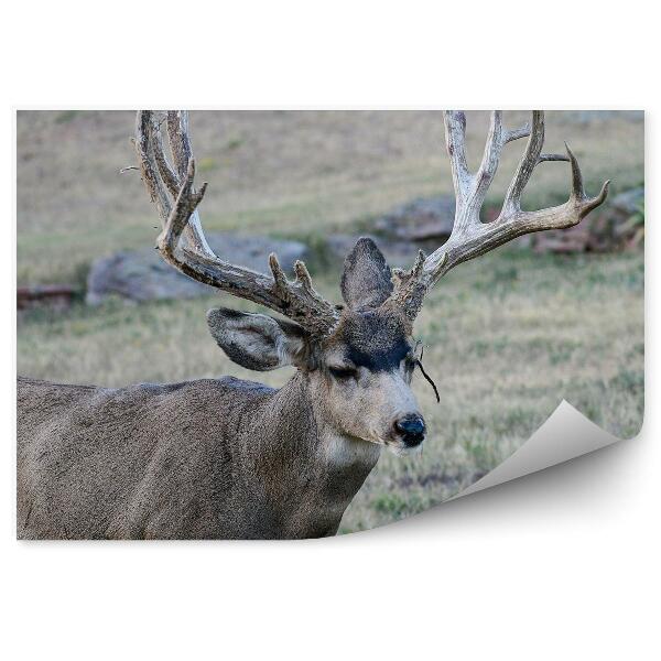 Okleina ścienna Jeleń na łące
