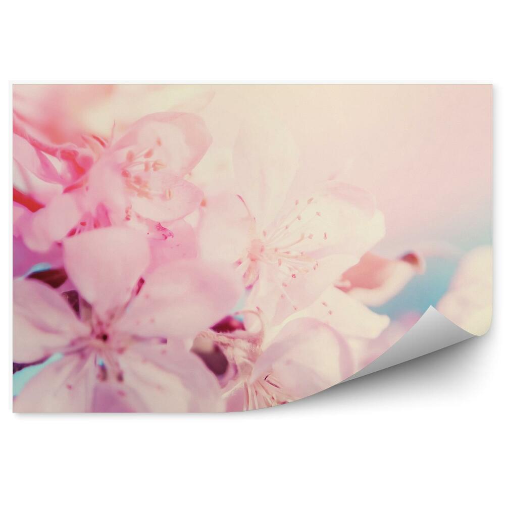 Okleina ścienna Różowe kwiaty wiśni szkice żółte czarne tło