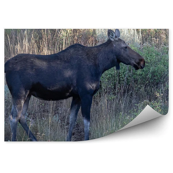 Fototapeta na ścianę Młody łoś na leśnej łące