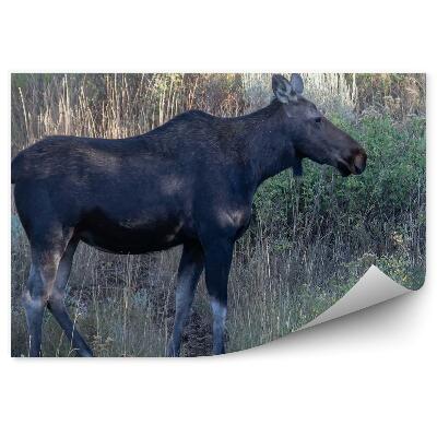 Fototapeta na ścianę Młody łoś na leśnej łące