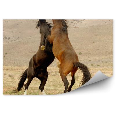 Fototapeta Walka dwa dzikie mustangi polana