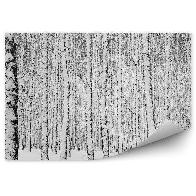 Okleina ścienna Zimowy las brzozowy