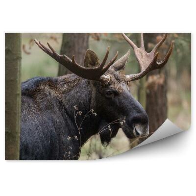 Fototapeta na ścianę Łoś wśród drzew