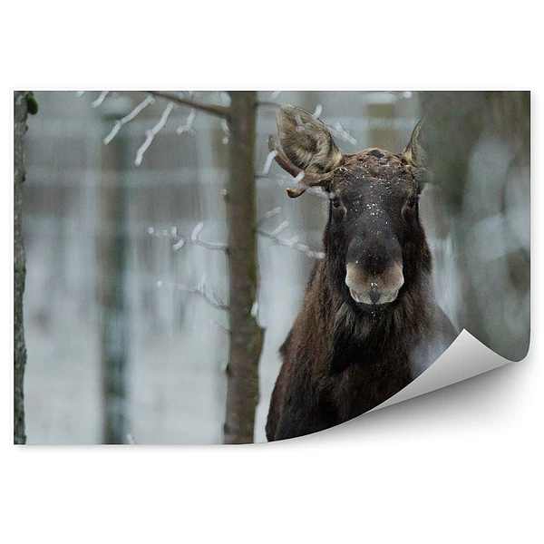Fototapeta na ścianę Łoś zimowy las