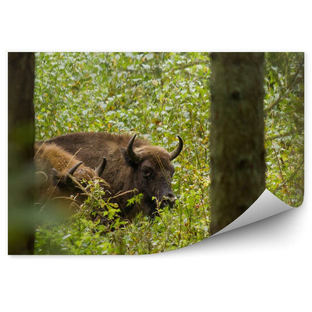 Okleina ścienna Żubr w puszczy knyszyńskiej