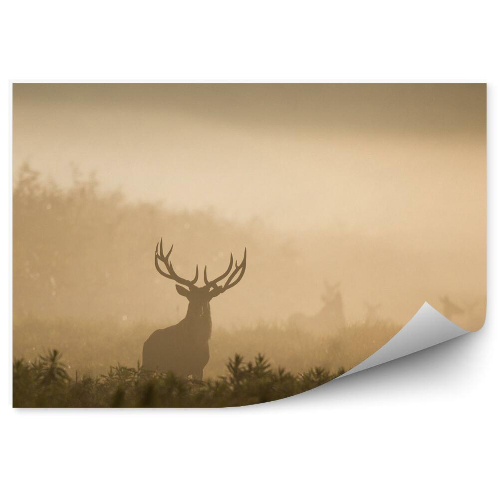 Okleina ścienna Jelenie natura rośliny zwierzę poranna mgła