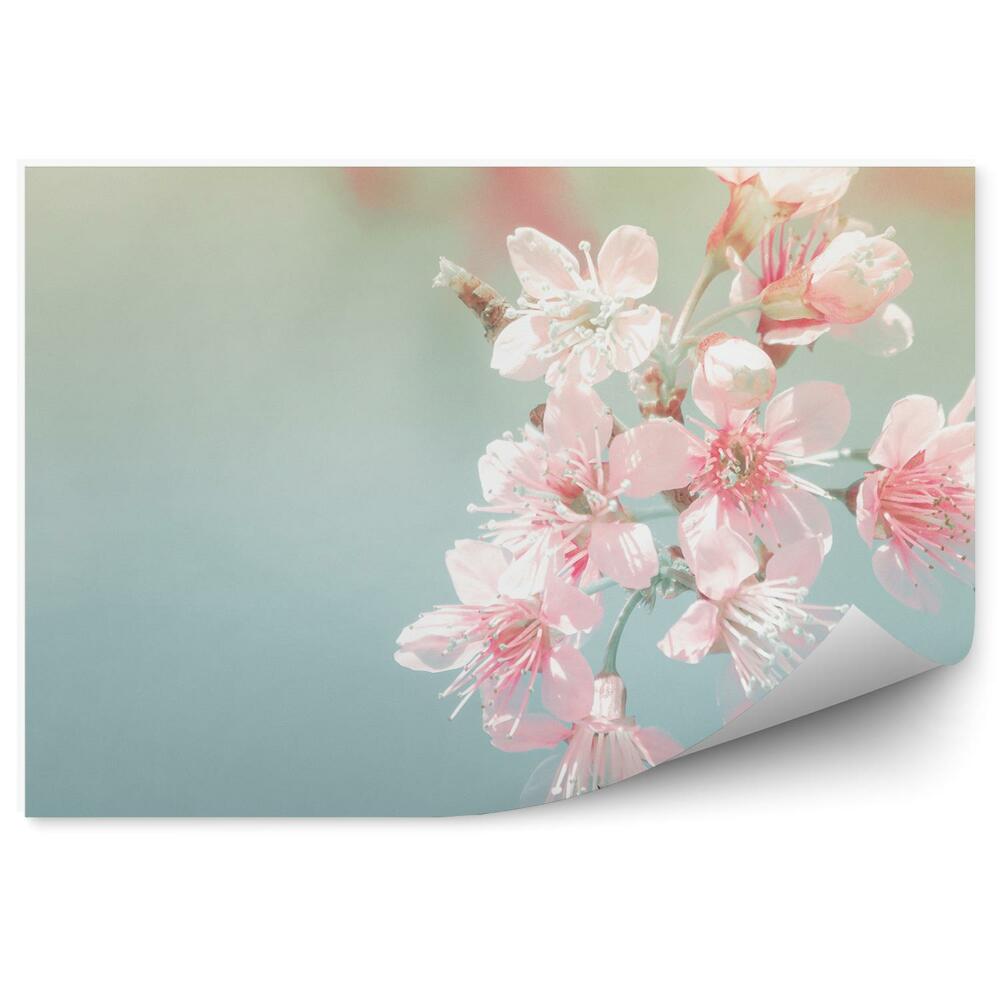 Okleina ścienna Różowe kwiaty wiśni niebieskie tło obraz