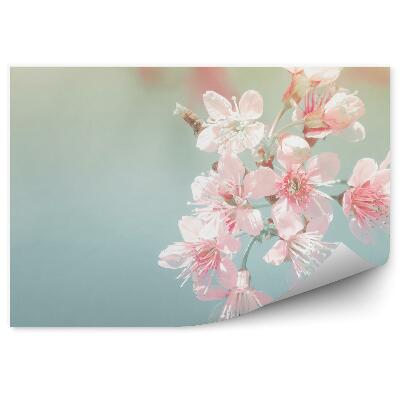 Okleina ścienna Różowe kwiaty wiśni niebieskie tło obraz