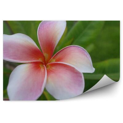 Fototapeta na ścianę Kolorowe kwiaty orchidei meksyk kwiaty