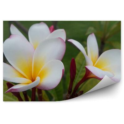 Fototapeta na ścianę Kolorowe kwiaty orchidei meksyk rośliny