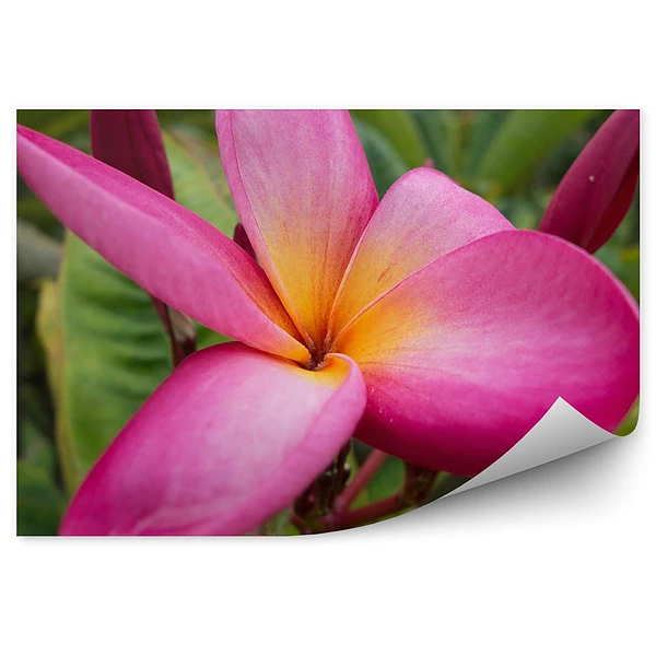 Fototapeta na ścianę Kolorowe kwiaty orchidei meksyk kwiaty