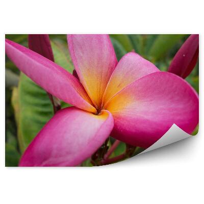 Fototapeta na ścianę Kolorowe kwiaty orchidei meksyk kwiaty