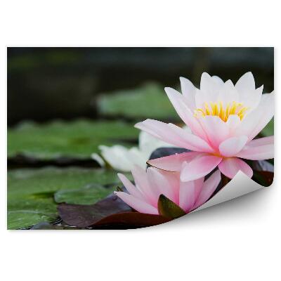 Okleina ścienna Lilie wodne staw liście