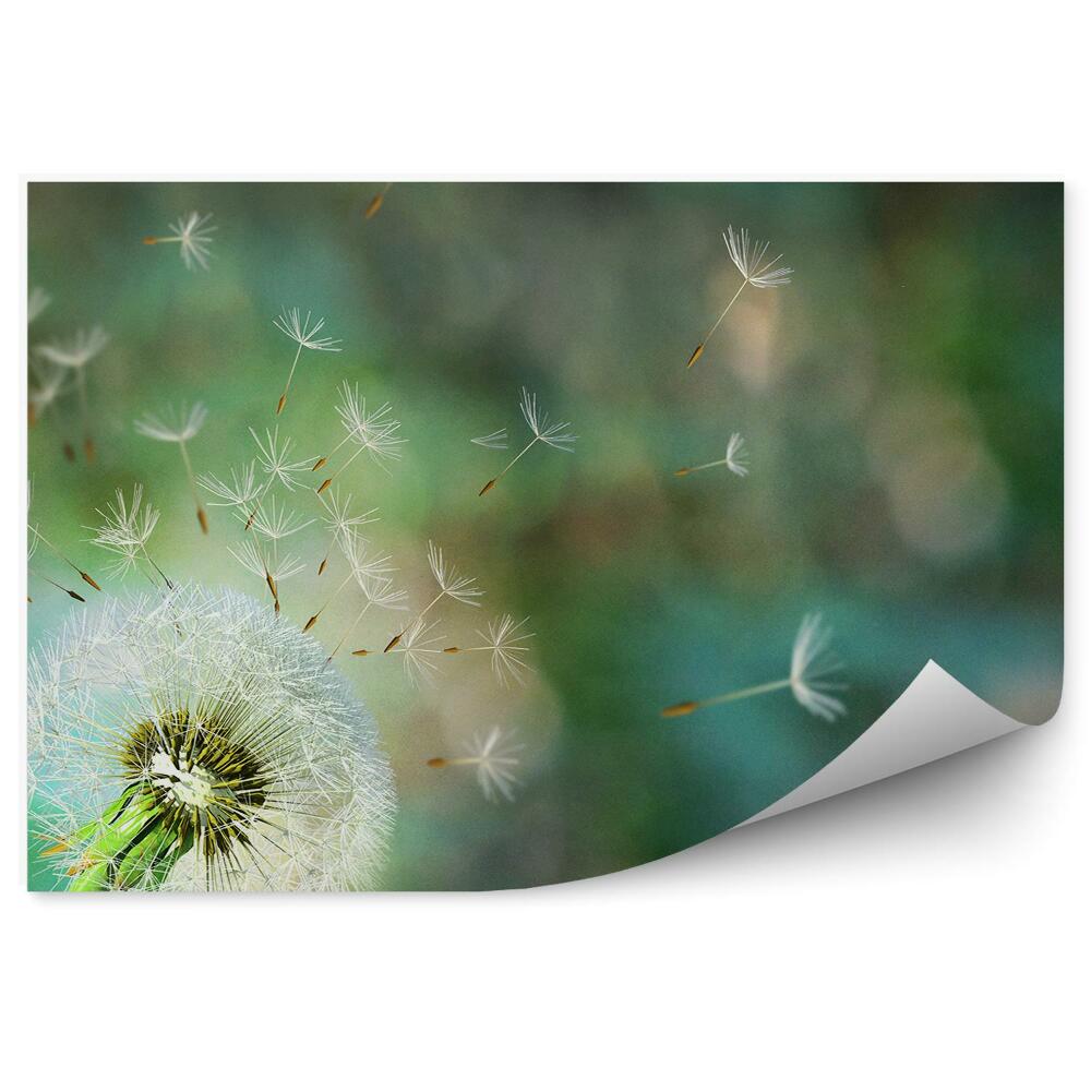 Fototapeta na ścianę Nasiona dmuchawca kwiaty