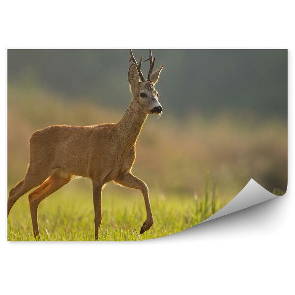 Okleina ścienna Sarna na łące