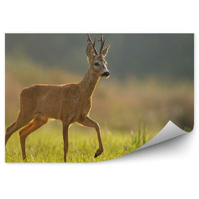 Okleina ścienna Sarna na łące