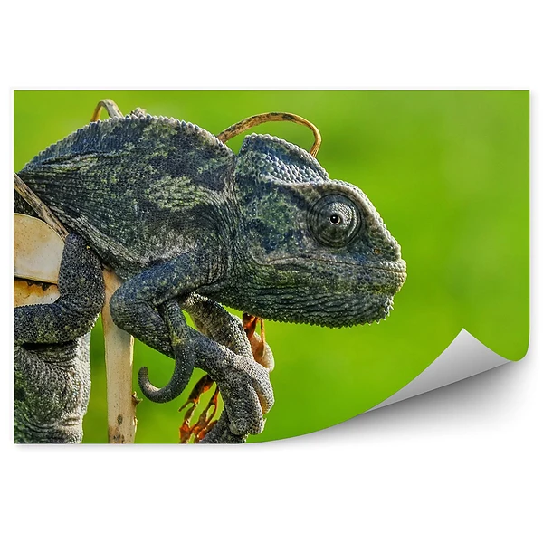 Okleina ścienna Ciemny kameleon na zielonym tle