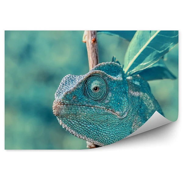 Okleina ścienna Turkusowy kameleon