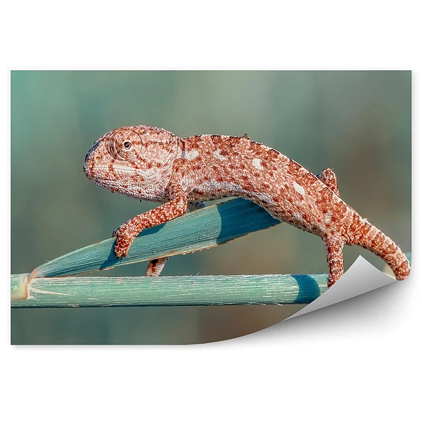 Okleina ścienna Pomarańczowy kameleon na łodydze