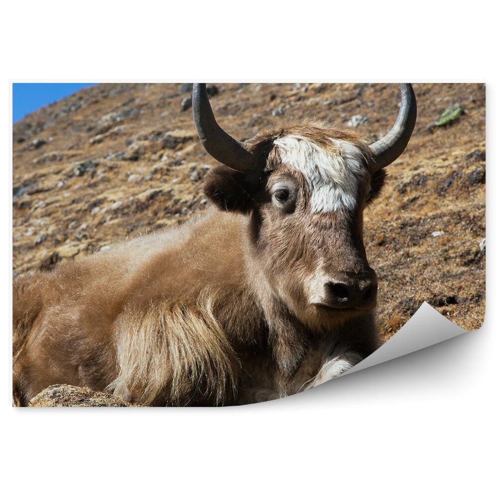 Okleina na ścianę Jak himalaje góry nepal