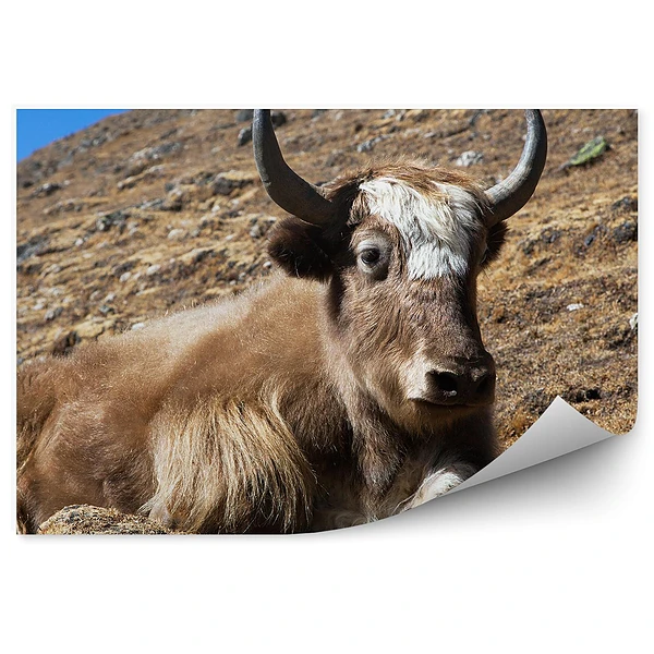 Okleina na ścianę Jak himalaje góry nepal