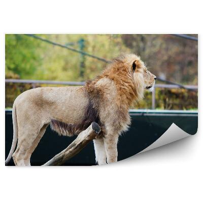 Okleina ścienna Lew na złamanym drzewie