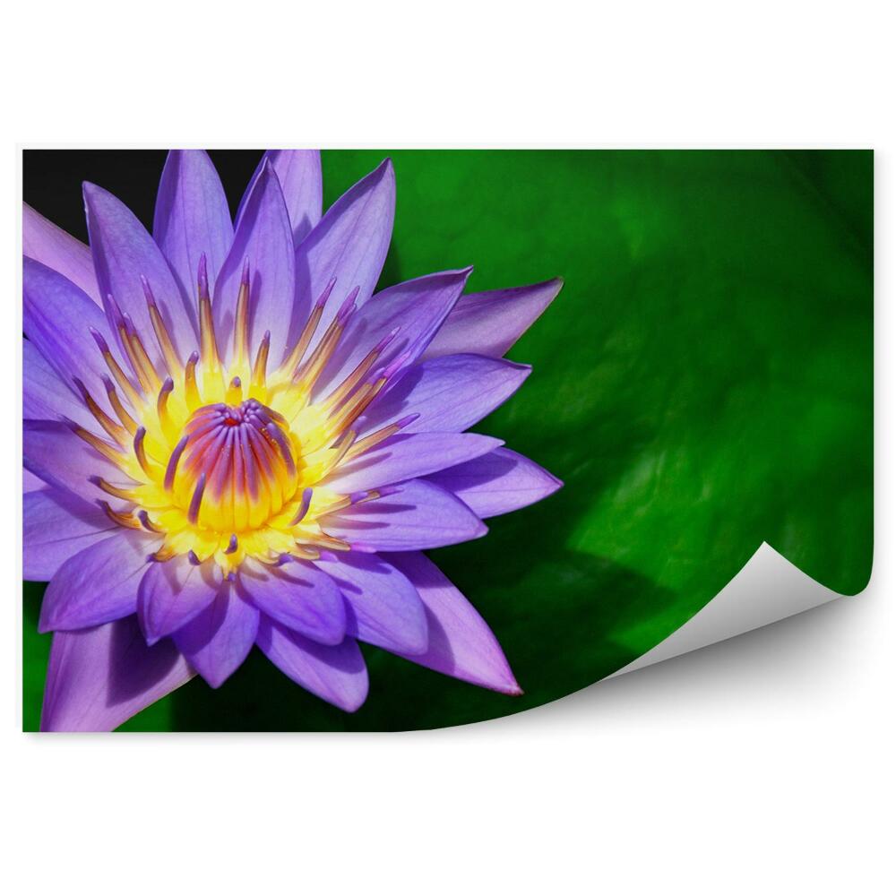 Okleina ścienna Fioletowe lilie zielone liście