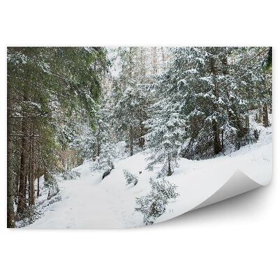 Fototapeta Gęsty las iglasty zakopane