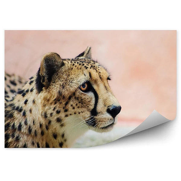 Okleina ścienna Przyczajony gepard