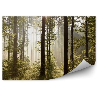 Okleina ścienna Las drzewa mgła