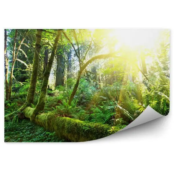 Fototapeta Tropikalny las deszczowy