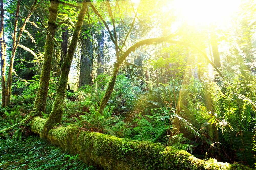 Fototapeta Tropikalny las deszczowy